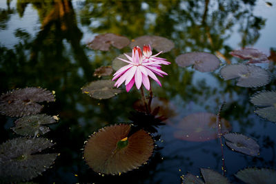 Close-up of pink flowering plant against lake