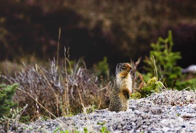 Close-up of squirrel