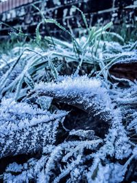 Close-up of frozen lizard