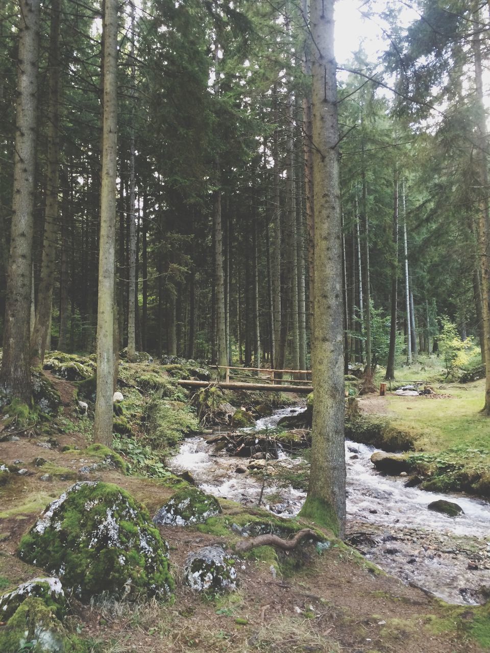 tree, forest, tree trunk, tranquility, tranquil scene, woodland, nature, beauty in nature, growth, scenics, non-urban scene, landscape, water, day, sunlight, outdoors, no people, branch, idyllic, stream