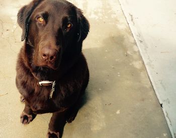 Portrait of black dog