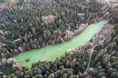 High angle view of trees growing on field