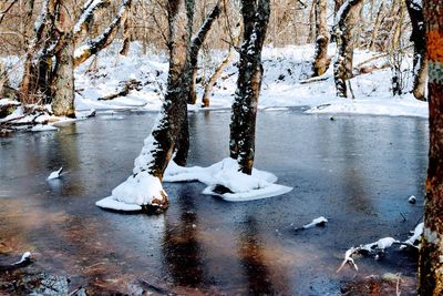 Frozen lake by trees during winter