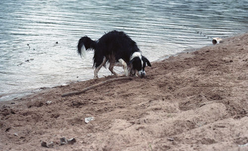 Dog fetching a stick on the beach