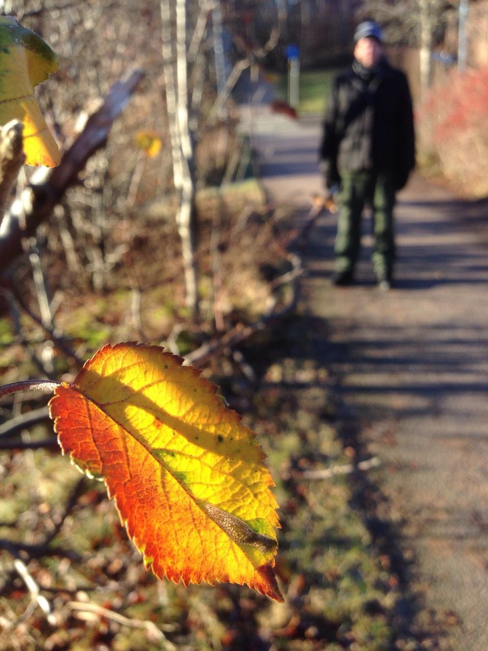 lifestyles, focus on foreground, leisure activity, autumn, leaf, men, walking, street, full length, selective focus, season, outdoors, rear view, change, day, transportation, incidental people