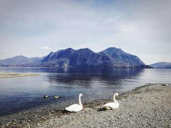 View of swan in lake