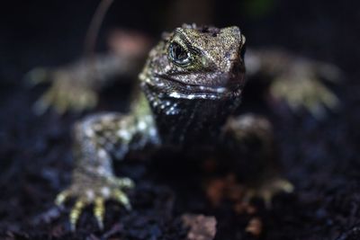 Close-up of lizard on rock