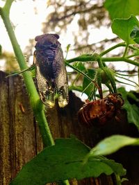 Close-up of insect perching on plant