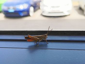 High angle view of insect on table