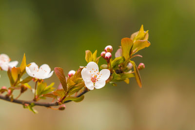 Close-up of fresh flowers blooming on tree