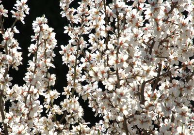 Full frame shot of white blossom