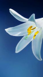 Close-up of white flower against blue background