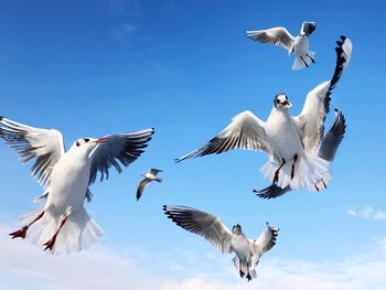 Low angle view of seagulls flying