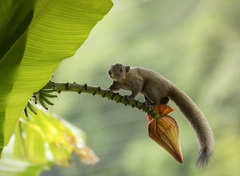 Close-up of lizard on branch