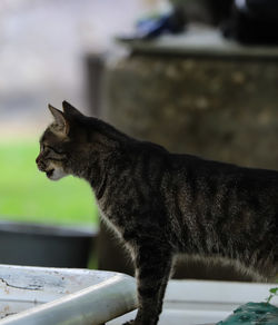 Close-up of a cat