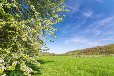 Tree on field against sky