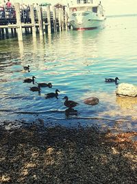 Swan swimming in lake