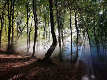 Trees in forest