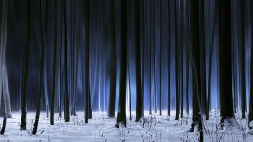 Snow covered trees in forest at night
