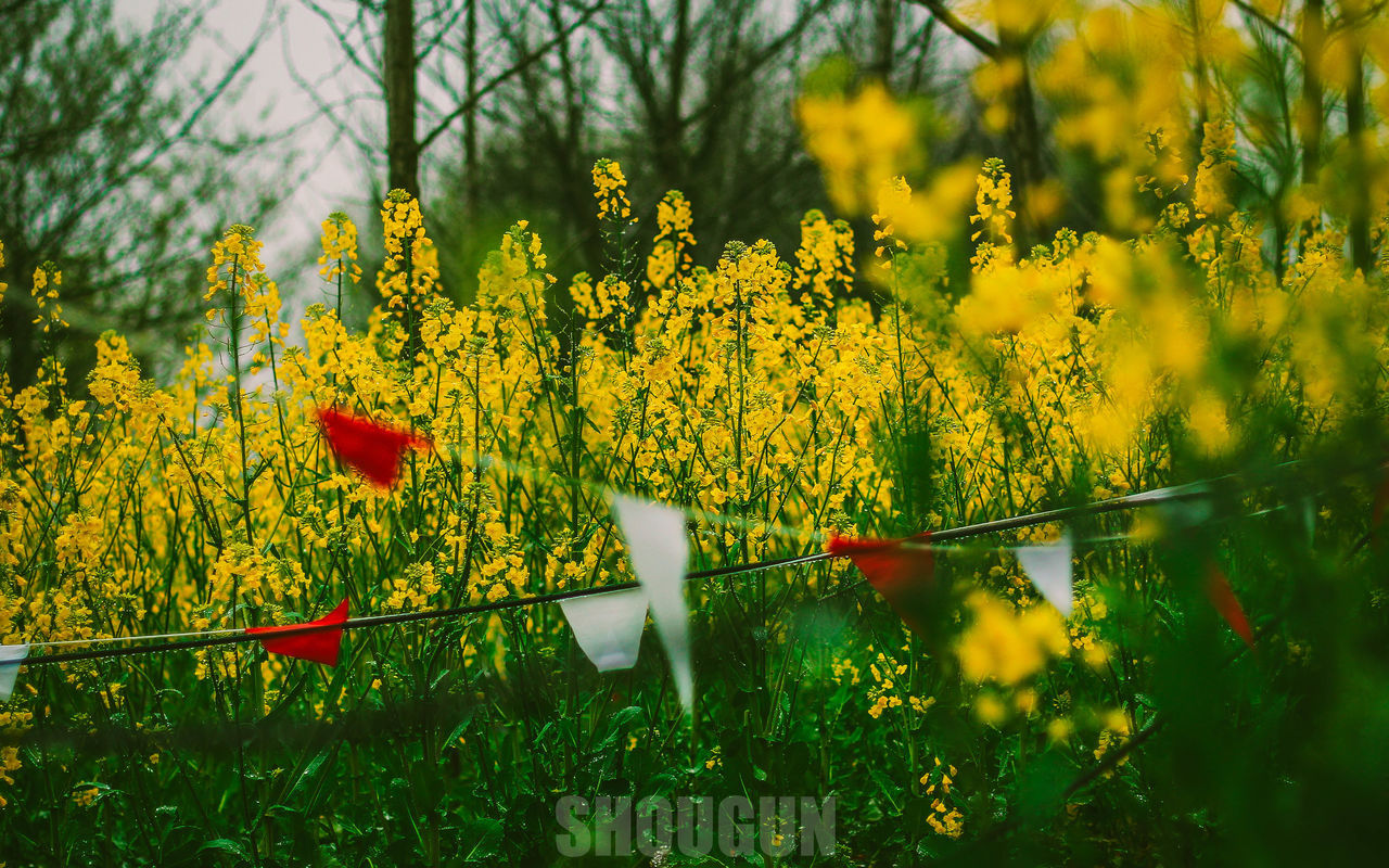 CLOSE-UP OF YELLOW FLOWERS BLOOMING IN FIELD