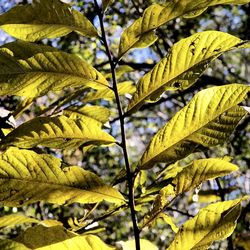 Close-up of leaves on tree