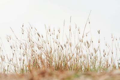 Close-up of stalks in field against clear sky