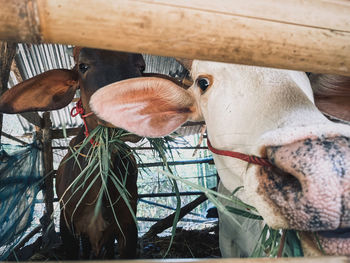 Close-up of cow