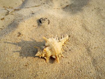 High angle view of crab on sand sheal