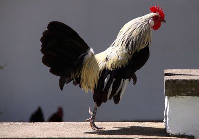 Close-up of rooster