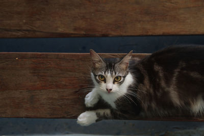 Portrait of cat on table