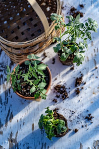 High angle view of potted plants in basket on table