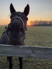 horse
