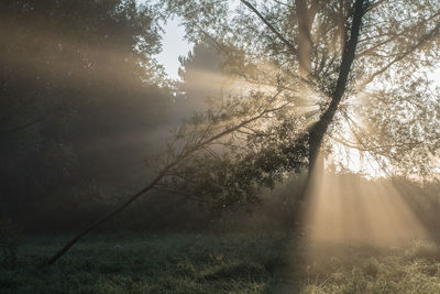 Trees in forest during foggy weather