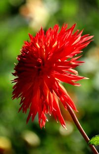 Close-up of red flower blooming outdoors