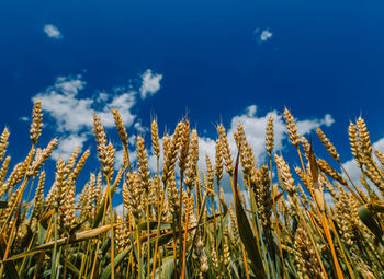 Close up of ripe wheat ears against beautiful sky with clouds.