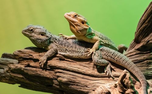 Close-up of lizards sitting on branch