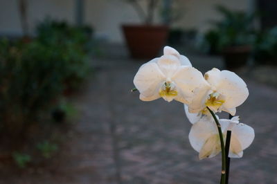 Close-up of white flowers