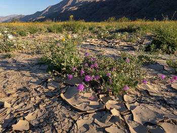 Scenic view of flowering plants on land