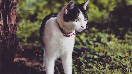 Close-up of a cat looking away