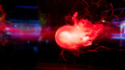 Close-up of jellyfish swimming in sea