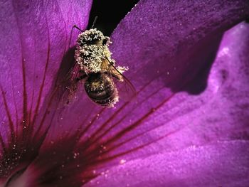 Close-up of spider on purple flower