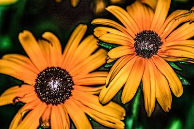 Close-up of flowers