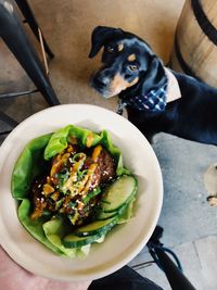 High angle view of dog with food in plate