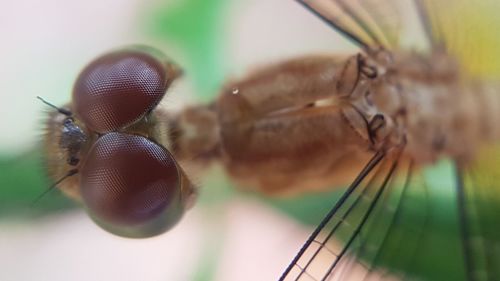 Close-up of insect