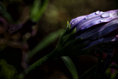 Close-up of plant against blurred background