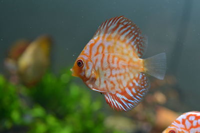 Close-up of fish swimming in sea