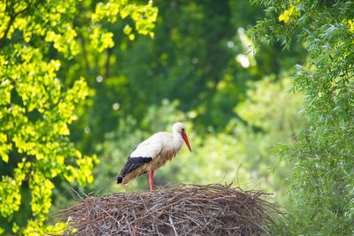 White storks on the nest surrounded by green trees, ciconia in spring, oberhausen heidelberg germany