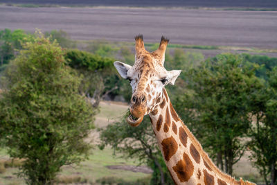 giraffe