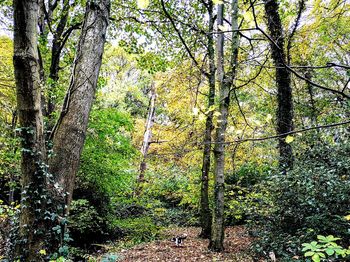 Trees growing in forest