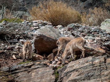 View of animal on rock